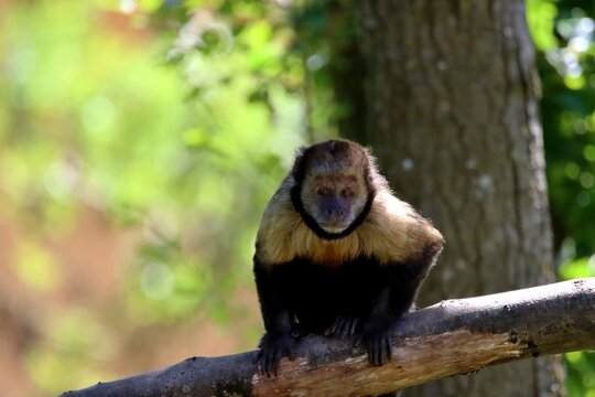 singe