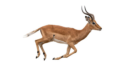 Graceful impala antelope running with speed and agility across the savanna © Sapphire