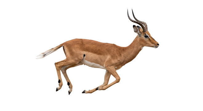 Graceful impala antelope running with speed and agility across the savanna