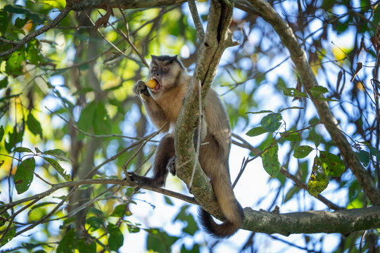 A azaras's capuchin monkey is feeding on the fruits at the top of the tree. This is a sapajus cay monkey in its natural habitat in the Pantanal region.