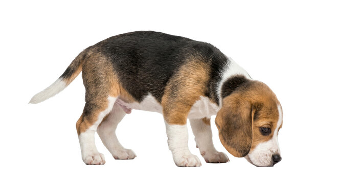 Adorable beagle puppy sniffing the ground with curiosity and focus