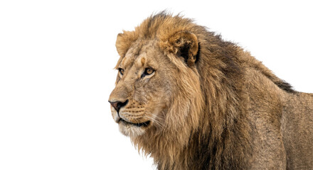 Majestic male lion with a full mane gazes intently to the left © Sapphire
