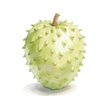Soursop Fruit Illustration: A watercolor illustration of a ripe soursop fruit, showcasing its spiky green exterior and a hint of its stem.