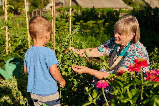 An elderly woman shows a young boy how to care for plants in a garden during a sunny day. They are surrounded by greenery and colorful flowers