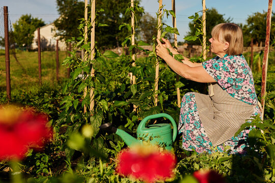A woman is working in her garden during the day, watering plants and tying them to support poles. She enjoys her time outside in the fresh air