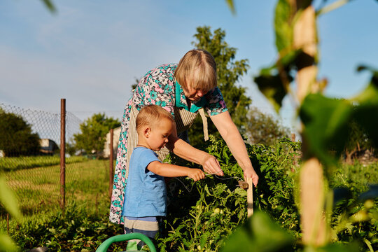 An elderly woman and a young boy work together in a garden to pick vegetables. They seem focused and are enjoying their time together in the sun