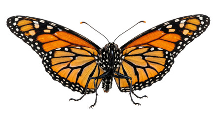 Detailed close-up of a monarch butterfly with wings spread wide on a white background © Sapphire