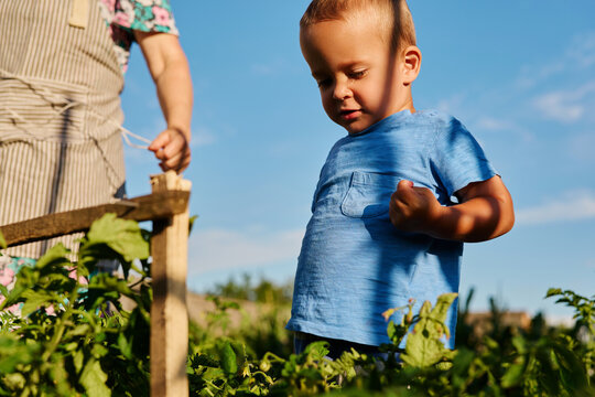 A young boy looks down at plants in a garden. An adult nearby is working with the plants. The sun shines brightly overhead