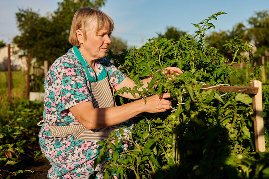 A woman picks tomatoes and works on the plants in a garden. The sun is setting and the sky is clear. She focuses on her gardening tasks