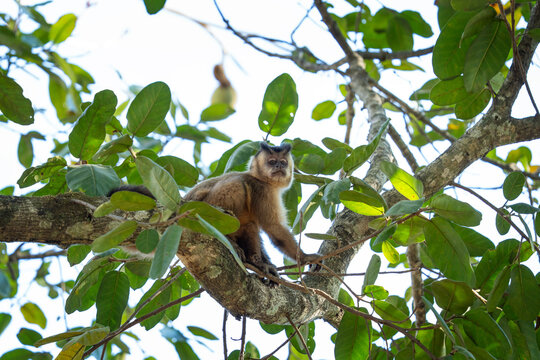 A azaras's capuchin monkey is feeding on the fruits at the top of the tree. This is a sapajus cay monkey in its natural habitat in the Pantanal region.