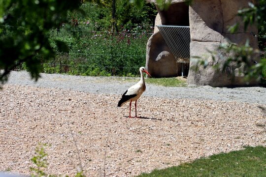 cigogne