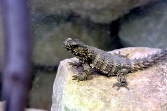 gekko