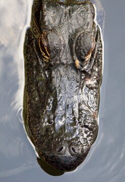 head of alligator
