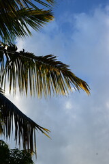 Coconut palm fronds hanging against a blue cloudy sky, captured in natural daylight with tropical silhouette, open copy space, and calm outdoor nature mood for travel and summer themes. © VectorBloomX