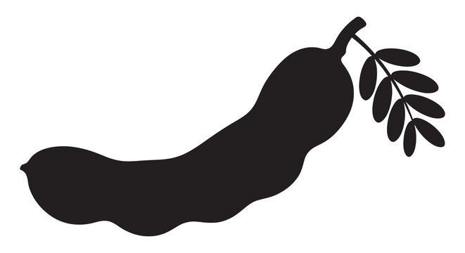 Tamarind Pod With Branch Black Silhouette fruit