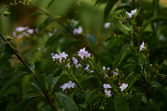Small light purple Duranta flowers blooming among green shrub leaves, with young buds and soft blurred garden foliage creating a calm tropical botanical scene for ornamental plant themes.