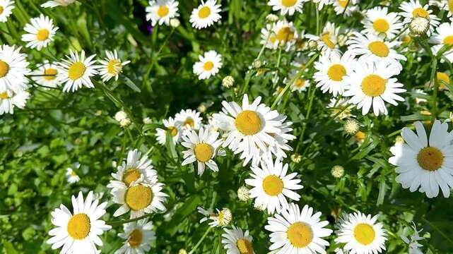 White daisies with yellow centers flourish in a lush green garden, creating a vibrant scene of nature's beauty, with multiple flowers and foliage visible in the surrounding area