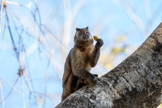 A azaras's capuchin monkey is feeding on the fruits at the top of the tree. This is a sapajus cay monkey in its natural habitat in the Pantanal region.