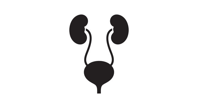 Kidney And Bladder Silhouette On White Background Silhouette