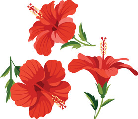 Hibiscus flowers vector illustration collection featuring beautiful red tropical blooms and exotic plant elements © Sanjina