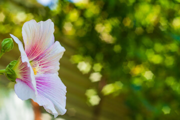 Photo of a beautiful mallow flower with white and pink color in the foreground with a blurred background with a yellow, green tint with a hexagonal star bokeh effect. Blank for artworks © Po