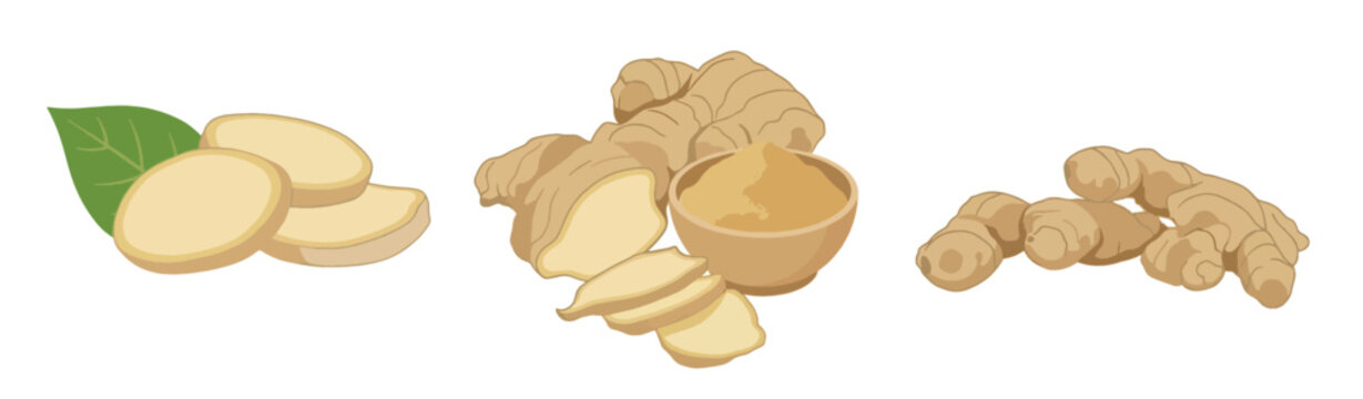 Fresh ginger roots and slices vector set, minimalist watercolor style organic ginger root illustration, sliced ginger pieces and powder isolated on white background.