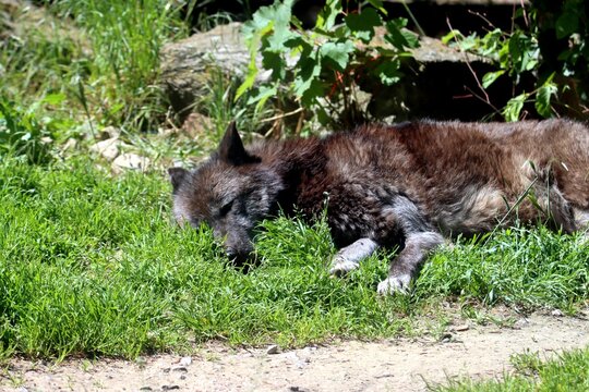 loup