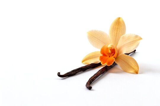 Vanilla flower and pods on white