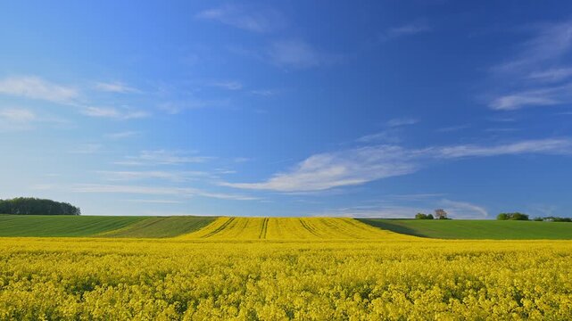 Rapsfeld breitet sich unter einem klaren blauen Himmel mit wenigen, leichten Wolken aus, Wiebelbach, Kreuzwertheim, Spessart, Bayern, Deutschland 