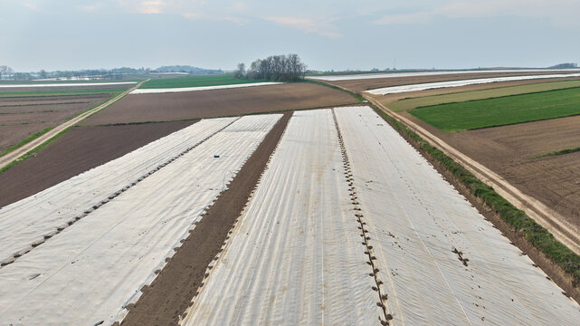 Agricultural field covered with white plastic nonwoven fleece mulch for crop protection against cold spring weather