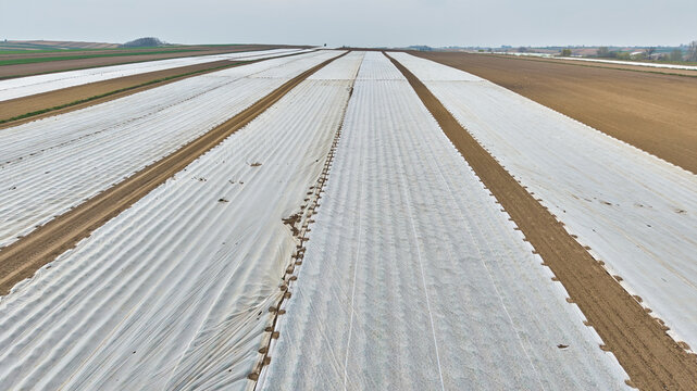 High angle aerial view of vast agricultural lands covered with white agrotex fleece foil for early harvest cultivation