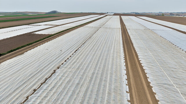 Agricultural field covered with white plastic nonwoven fleece mulch for crop protection against cold spring weather