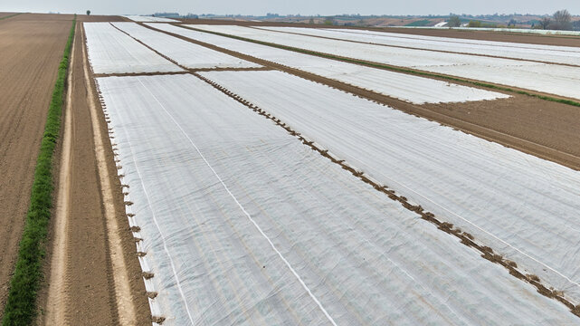 High angle aerial view of vast agricultural lands covered with white agrotex fleece foil for early harvest cultivation