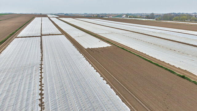 High angle aerial view of vast agricultural lands covered with white agrotex fleece foil for early harvest cultivation