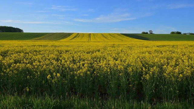 Rapsfeld breitet sich unter einem klaren blauen Himmel mit wenigen, leichten Wolken aus, Wiebelbach, Kreuzwertheim, Spessart, Bayern, Deutschland 