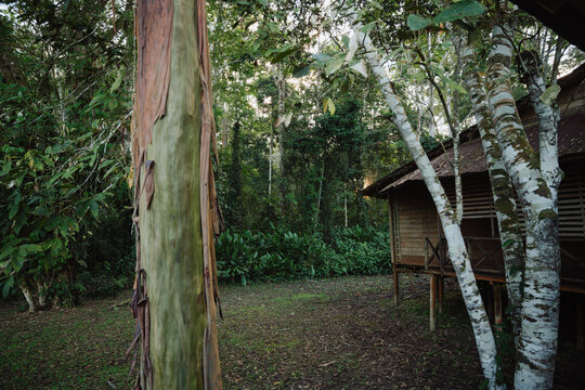 Sunset in the Amazon rainforest
