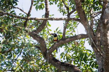 Obraz premium A rare chestnut-eared aracari sits in a tree in the Pantanal region. A pteroglossus castanotis with a colourful beak in a Brazilian forest.