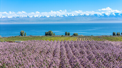 Fototapeta premium pavlovniya tree and lake issyk kul