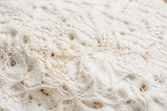 Abstract white wood grain texture background with organic natural pattern