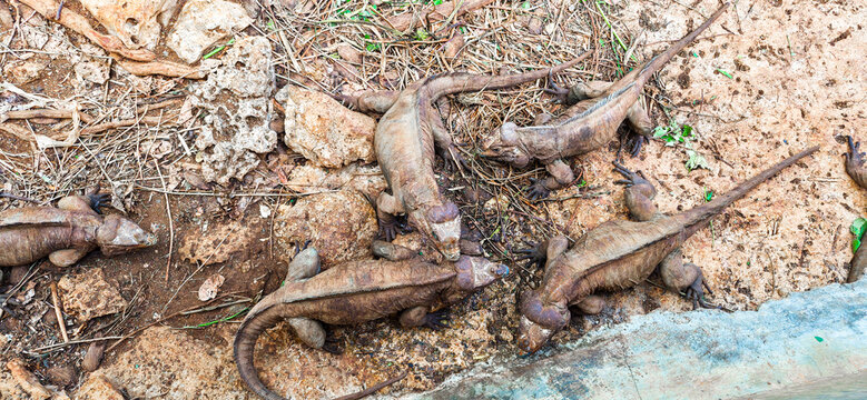 Fighting Iguanas, Dominican republic