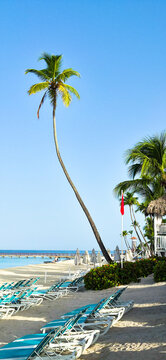 Dominicus beach, white sand, sun beds and palms in early morning. Dominican republic 