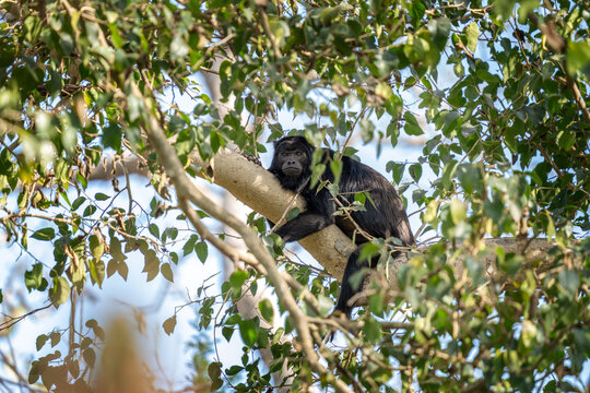 A black howler monkey lies on a branch at the top of a tree. This is a alouatta caraya monkey in its natural habitat in the Pantanal region.