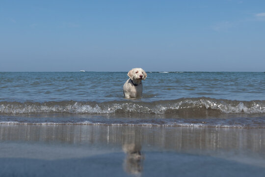 Lagotto romagnolo bianco che gioca nell&rsquo;acqua bassa del mare sotto un cielo limpido, in una scena estiva naturale e serena che cattura la gioia spontanea del cane in libert&agrave;