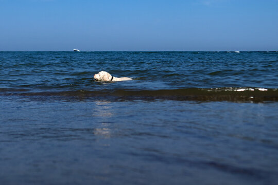 Lagotto romagnolo bianco che gioca nell&rsquo;acqua bassa del mare sotto un cielo limpido, in una scena estiva naturale e serena che cattura la gioia spontanea del cane in libert&agrave;