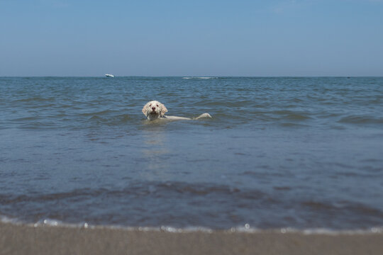 Lagotto romagnolo bianco che gioca nell&rsquo;acqua bassa del mare sotto un cielo limpido, in una scena estiva naturale e serena che cattura la gioia spontanea del cane in libert&agrave;