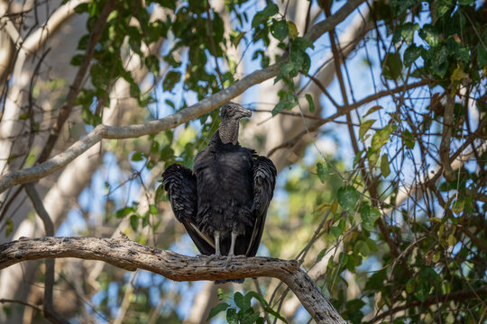 A black vulture is perched on a branch. During a hot day, a Coragyps atratus hides in the forest.