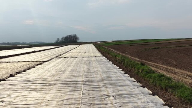 Drone flight over agricultural fields covered with white agrotextile nonwoven fabric