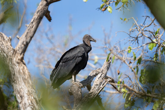 A black vulture is perched on a branch. During a hot day, a Coragyps atratus hides in the forest.
