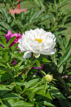 Krinkled white peony blooming in the garden