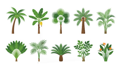 Obraz premium Flat Tropical Palm Tree Collection Exotic Jungle Plant Vector Set